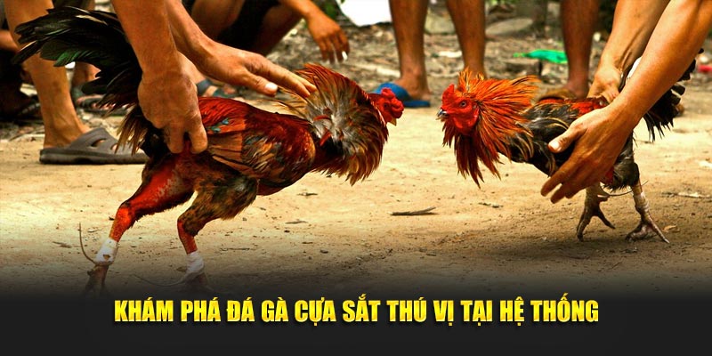 Khám phá đá gà cựa sắt thú vị tại hệ thống